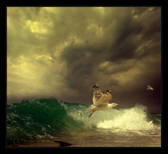 FOTOvine-furtuna-irene-B