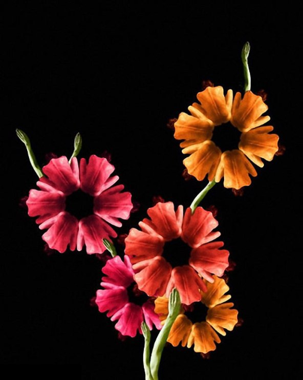 INTINDE-TI PETALELE SPRE CER3jpg